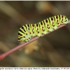 pap machaon larva6 kher